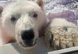 Bear cub rescued in north of Siberia