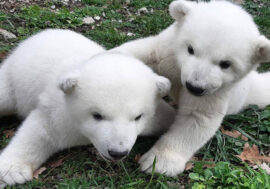 Krasnoyarsk polar bear cubs named