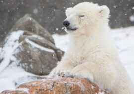Film about polar bears made in Arctic
