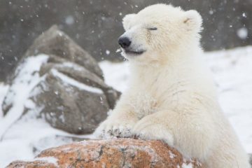 Film about polar bears made in Arctic