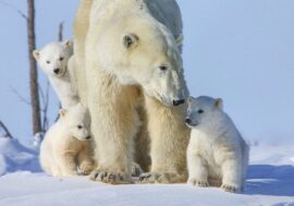 Polar bear season starts in Arctic