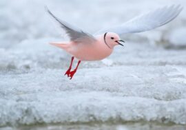 Unusual Red Book birds live in Taimyr