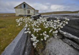 Two expeditions to go to Taimyr remote areas