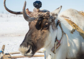 Nenets life story in VR format to be continued