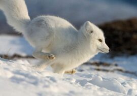 Northern city to tell polar fox story