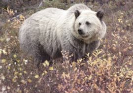 Grizzly and polar bear hybrid appeared in the North