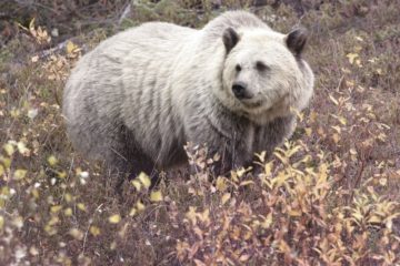 Grizzly and polar bear hybrid appeared in the North