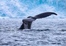 Scientists record Arctic ecosystem violation due to warming