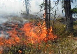 Number of fires in Arctic to increase