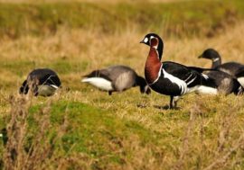 Project to preserve rare birds starts in Norilsk