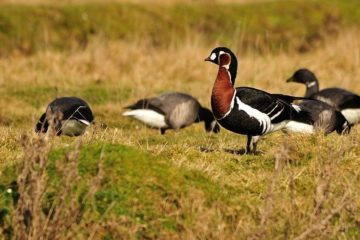 Project to preserve rare birds starts in Norilsk