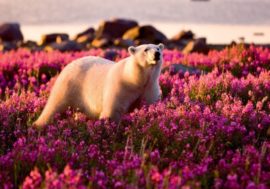 Scientists to calculate polar bears population