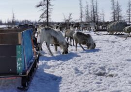 Rules for living to be created in Arctic