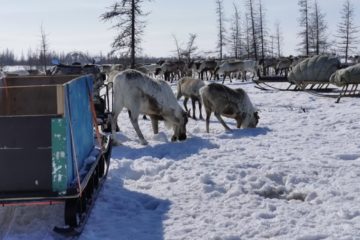Rules for living to be created in Arctic