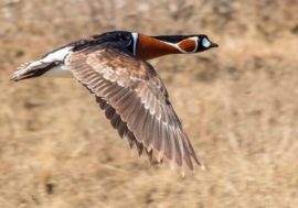 Expedition to Pura biological station started