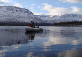 Unique fish fry moved from Taimyr to mainland