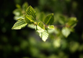 Green technologies can become progress engine