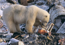 Waste sorting to help release Arctic of plastic