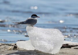 Norilsk residents interested in birdwatching
