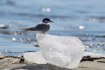 Norilsk residents interested in birdwatching