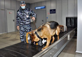 Taimyr transport police canine team turns 20
