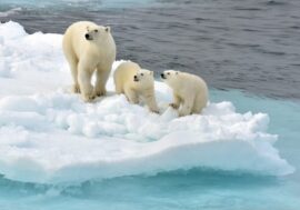 Scientists studied female bears’ behavior in Franz Josef Land