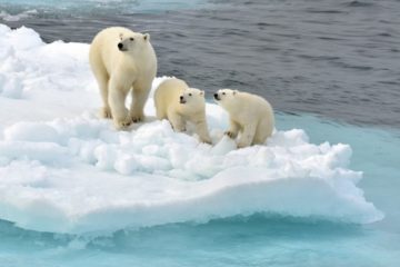 Scientists studied female bears’ behavior in Franz Josef Land