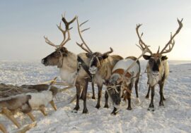 Hatanga reindeer herders sound alarm