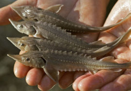 Siberian sturgeon and muksun to be released into Yenisey