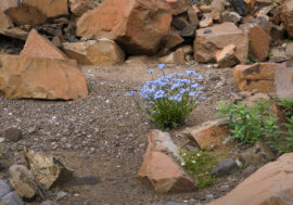 Scientists to restore Arctic soils fertility