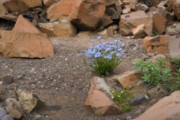 Scientists to restore Arctic soils fertility