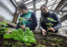 Difficulties of planting flowers in Norilsk