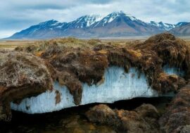 Scientists revived prehistoric worms from permafrost