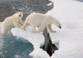 Norilsk residents can choose names for two polar bears