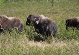 Yamal musk oxen met first summer in Taimyr