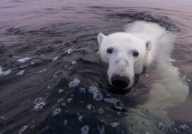 Polar bears’ last refuge begins to melt