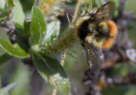 World’s second glacial bumblebee population discovered in Arctic