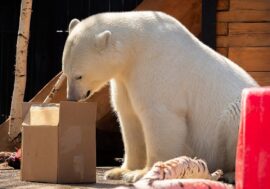 Film about Norilsk bear won international festival award