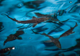 200 thousand sturgeon fry released into Yenisey