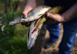 Fish and venison producers in Taimyr to unite in cooperatives