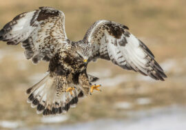 Nornickel employees rescued upland buzzard chicks