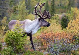Wild reindeer main habitats found in Taimyr