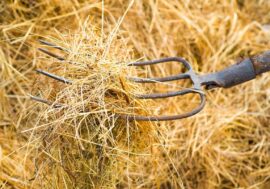 On Taimyr haymaking tradition resumed