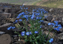 Russia created digital model for monitoring Arctic nature
