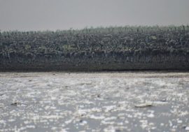 Scientists filmed 70 thousand wild reindeer crossing Hatanga