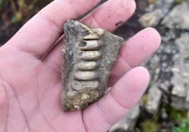 Norilsk resident found ancient mollusks fossils