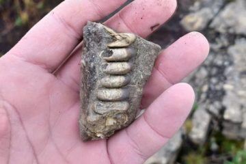 Norilsk resident found ancient mollusks fossils