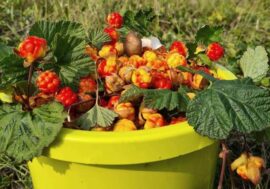 First cloudberries harvested in Taimyr