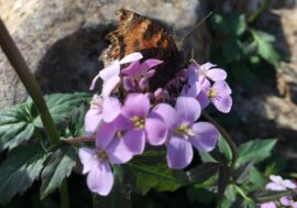 Most Putorana plateau insects not studied yet