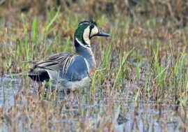 Rarest and beautiful birds in Russia photographed on Taimyr